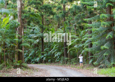 Personne debout sur une route de terre photographiant de grands pins Hoop (Araucaria cunninghamii) et Bangalow Palms dans le parc national de Yarriabini, Nouvelle-Galles du Sud Banque D'Images