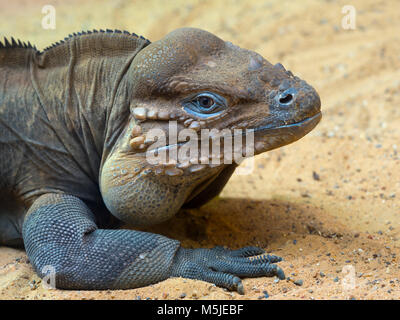 Iguane rhinocéros Cyclura cornuta (captive) Banque D'Images