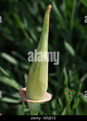 Pavot de Californie (Eschscholzia californica) développer flower close-up Banque D'Images