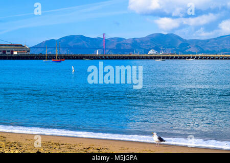 Seagull screaming devant le Golden Gate Bridge à San Francisco at the Beach, California USA Banque D'Images