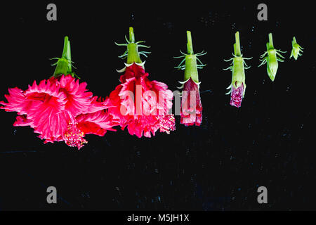 Des fleurs à différents stades de la nouveaux bourgeons à la pleine floraison, à différents stades de floraison. Banque D'Images