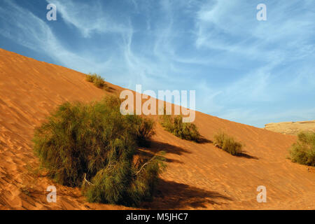 Un arbre saksaul est de plus en plus sur une pente de sable dans le désert de Wadi Rum, Jordanie Banque D'Images