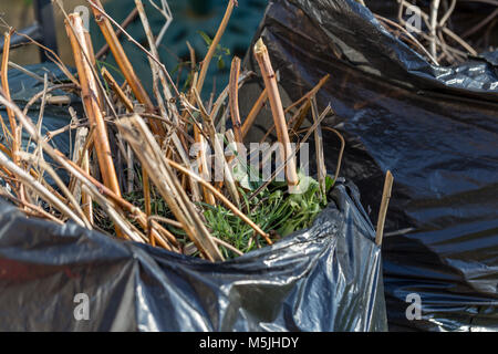 Les déchets de jardin de brindilles et de feuilles dans des sacs en plastique noir Banque D'Images