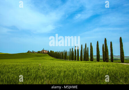 Les rangées de cyprès et d'une route blanche, paysage rural en val d Orcia terre près de Sienne, Toscane, Italie, Europe. Banque D'Images