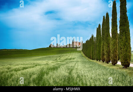 Les rangées de cyprès et d'une route blanche, paysage rural en val d Orcia terre près de Sienne, Toscane, Italie, Europe. Banque D'Images