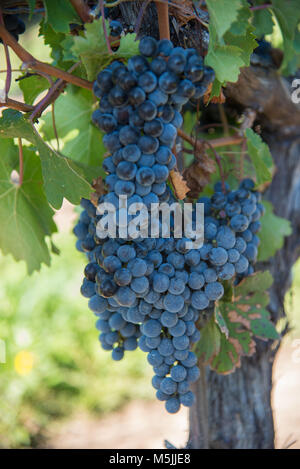 Prêts pour la récolte des raisins dans un vignoble de Niagara, Ontario, Canada Banque D'Images