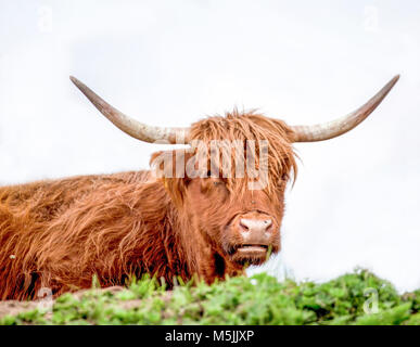 Grand taureau avec longs poils dans un fond blanc//Dolomites Italie/ bull/Brown/cornes Banque D'Images