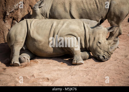 Rhino se coucher portrait Banque D'Images