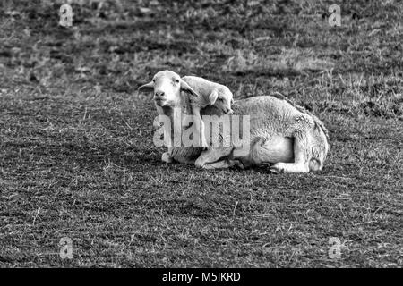 Un agneau (Ovis aries) (blanc) au cours de ses tournées de Dorper mère dans un pâturage au Biltmore Estate à Asheville, NC, USA Banque D'Images