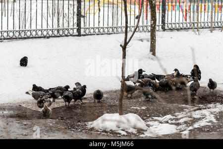 Les pigeons se nourrissent dans l'hiver. Nourrir les oiseaux en hiver. Les oiseaux dans la neige. Banque D'Images