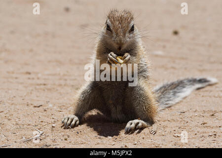 (Ha83 inauris) mâle,alimentation,sur un morceau de apple au camp de Mata-Mata, Kgalagadi Transfrontier Park Banque D'Images