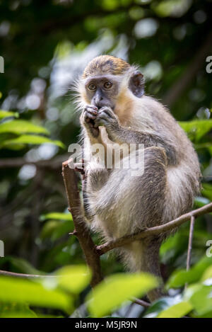 Singe vert, Barbados, Caribbean Banque D'Images