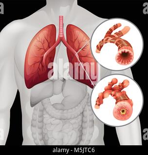 L'anatomie humaine avec close up navire illustration Illustration de Vecteur