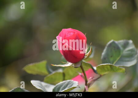 Jardin de roses, Ooty Banque D'Images