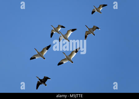 L'Oie des neiges - Anser caerulescens - y compris l'oie bleue, la migration de mue avec fond de ciel bleu Banque D'Images