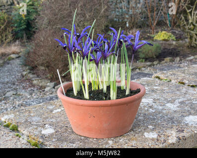 Iris reticulata Blue Note Banque D'Images