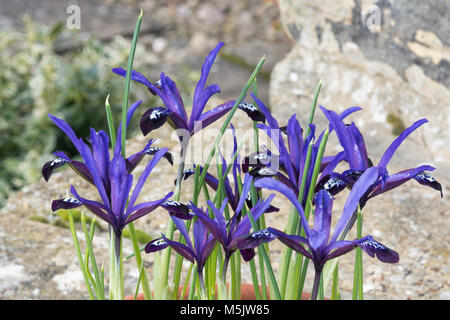 Iris reticulata Blue Note Banque D'Images