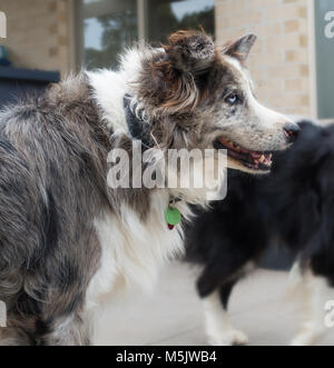 Koolie chien avec les yeux marron/bleu Banque D'Images