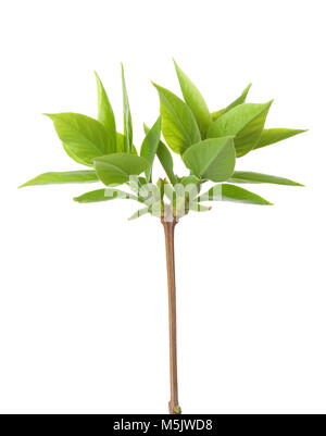 La direction générale des jeunes de lilas (Syringa vulgaris) isolé sur fond blanc. Banque D'Images