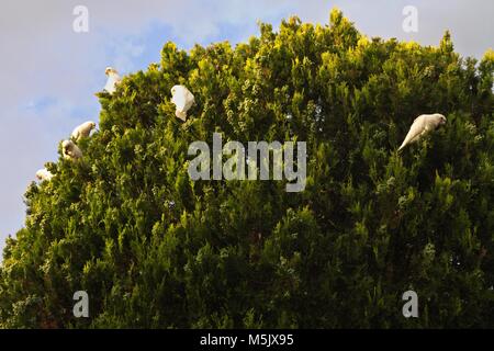 Peu de Corella qui sont indigènes de l'Australie,perroquets perroquet, l'alimentation en haut d'un arbre, contre un ciel nuageux. Banque D'Images