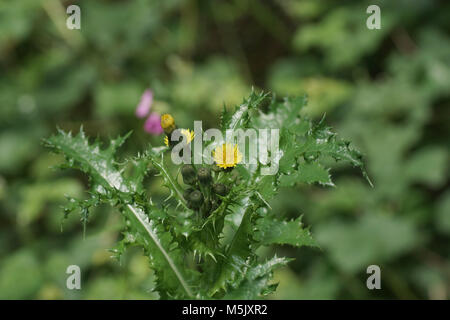 Sonchus asper (le laiteron piquant) Banque D'Images