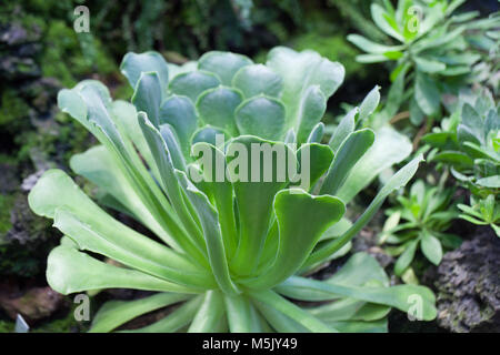 Île des Canaries, Aeonium Aeonium canariense (Kanarietaklök) Banque D'Images