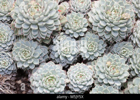 Echeveria, Echeveria Echeveria (parrasensis cuspidata var Zaragoza) Banque D'Images