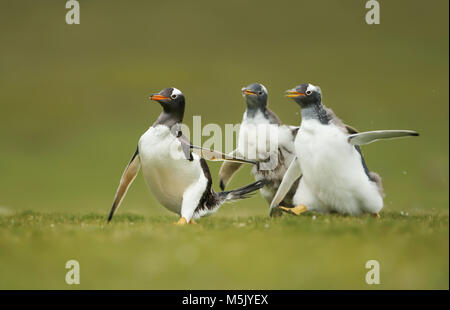 Gentoo pingouin poussins à la poursuite de sa mère à être nourris, îles Falkland. Banque D'Images