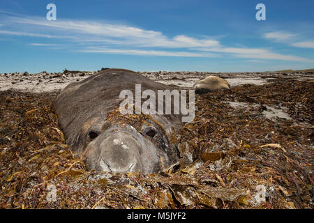 Près d'un éléphant de mer du sud couvert d'algues sur une plage de sable dans les îles Falkland. Banque D'Images