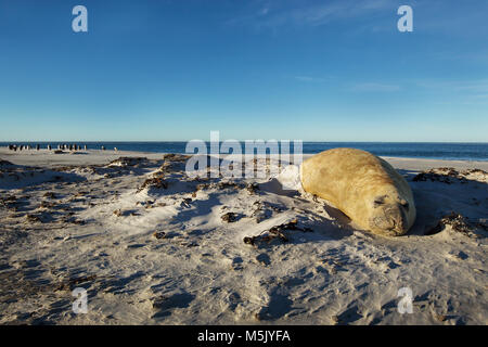 Près d'un éléphant de mer du sud de dormir sur une plage de sable dans les îles Falkland. Banque D'Images