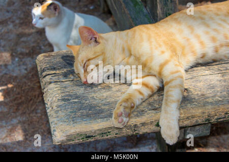 Deux chats un chat dormir o un banc, d'autres chat is watching Banque D'Images