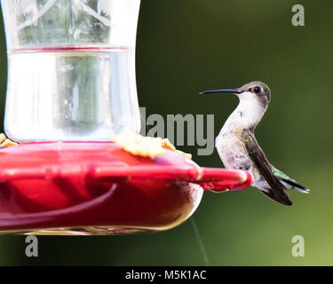 Bel Ruby-Throated assis sur Hummingbird feeder Banque D'Images