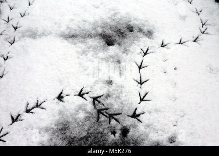 Sentier de l'empreinte d'oiseaux dans la neige fraîche path Banque D'Images