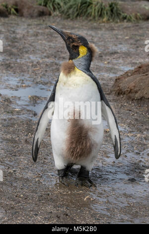 La Géorgie du Sud, plaine de Salisbury. Colonie de pingouins roi (Aptenodytes patagonicus) sauvage : muent penguin poussin. Banque D'Images