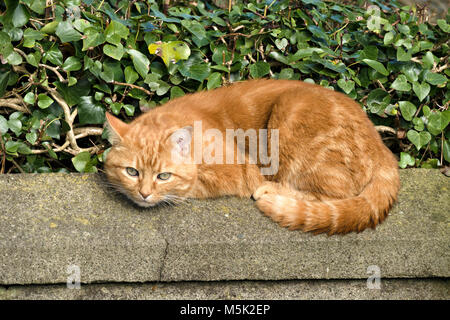 Gingembre domestique cat soleil sur mur de pierre Banque D'Images