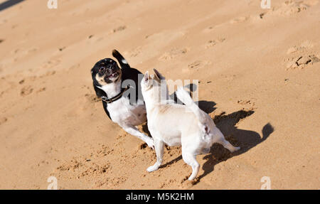 Deux chiens jouant sur la plage Banque D'Images