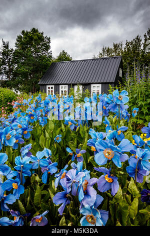 Maison de bois noir entourée de fleurs dans le jardin botanique d'Akureyri, Islande Banque D'Images
