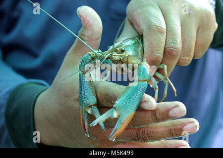 Crevettes crevettes vivantes ou sur un homme part Banque D'Images