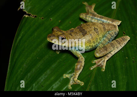 Une grenouille d'arbre (Hypsiboas sp) du sud de l'Equateur. Banque D'Images