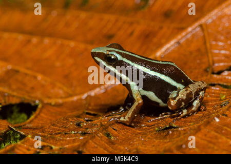Anthony's poison frog (Epipdobates anthonyi) une petite grenouille poison toxique & trouvés dans S. L'Équateur. Ses alcaloïdes ont des propriétés médicinales. Banque D'Images