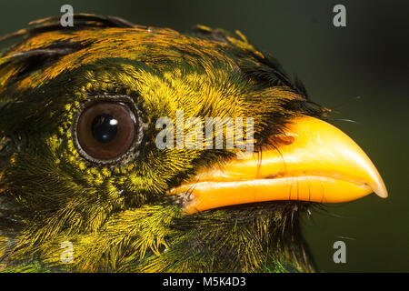 Une tête jaune de quetzal la situation des forêts du sud de l'Équateur. Banque D'Images