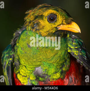 Une tête jaune de quetzal la situation des forêts du sud de l'Équateur. Banque D'Images