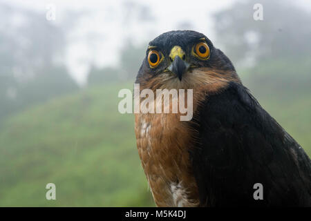 Un minuscule (Accipiter superciliosus) est l'une des plus petites espèces hawk mais malgré qu'il est un prédateur redoutable qui s'attaque aux autres oiseaux. Banque D'Images