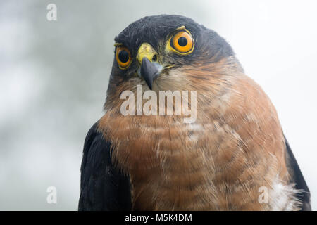 Un minuscule (Accipiter superciliosus) est l'une des plus petites espèces hawk mais malgré qu'il est un prédateur redoutable qui s'attaque aux autres oiseaux. Banque D'Images