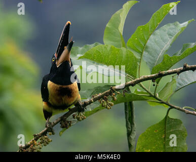 Une pâle mandibled aracari jette des graines dans l'air et les prend avant qu'ils tombent comme il se nourrit. Banque D'Images