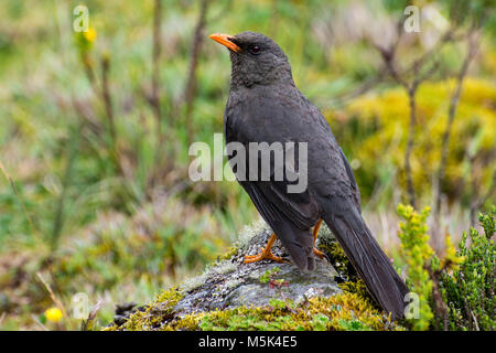 Un grand (Turdus fuscater)Parc National de Cajas en Equateur. C'est la plus grande des grives en Amérique du Sud. Banque D'Images