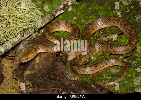 Un serpent aux yeux de chat (Leptodeira septentrionalis) du sud de l'Equateur. Banque D'Images