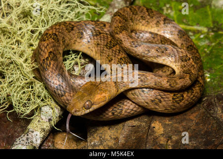 Un serpent aux yeux de chat (Leptodeira septentrionalis) du sud de l'Equateur. Banque D'Images