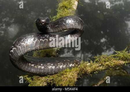 Un grand Sipo (Chironius grandisquamis) une espèce de serpent d'Amérique du Sud, est alerte et défensive. Banque D'Images
