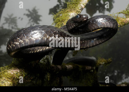 Un grand Sipo (Chironius grandisquamis) une espèce de serpent d'Amérique du Sud, est alerte et défensive. Banque D'Images